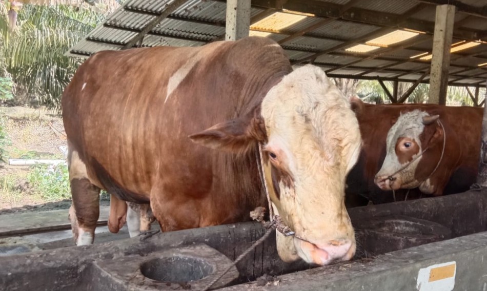Riau Dapat 14 Sapi Kurban Bantuan Presiden, Dipilih dari Ternak Terbaik