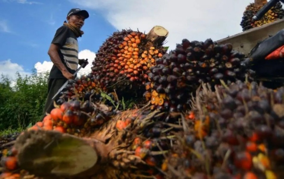 Harga Sawit Petani Riau Terjun Bebas, Dugaan Efek CPO dan Wacana Ekspor BUMN Mencuat