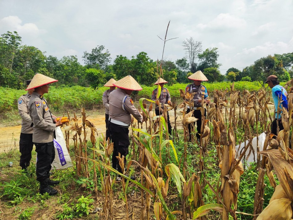 Polsek Payung Sekaki Tak Hanya Jaga Kamtibmas, Kini Panen 4 Ton Jagung di Kampar