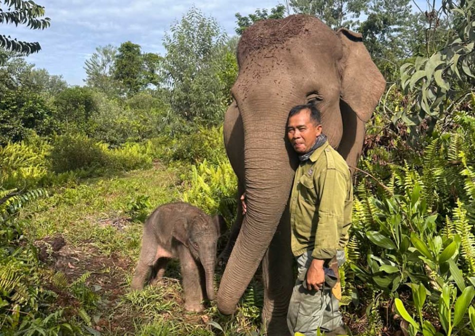 Anak Gajah Sumatera Lahir di Tesso Nilo, Tambah Harapan Populasi Satwa Kritis