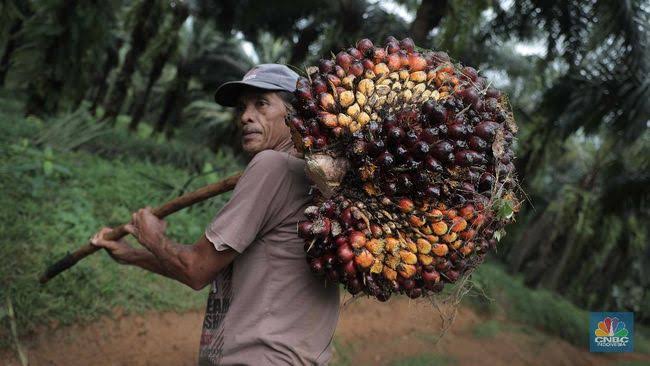 Harga TBS Sawit Riau Kembali Naik, Kelompok Umur 9 Tahun Catat Kenaikan Tertinggi