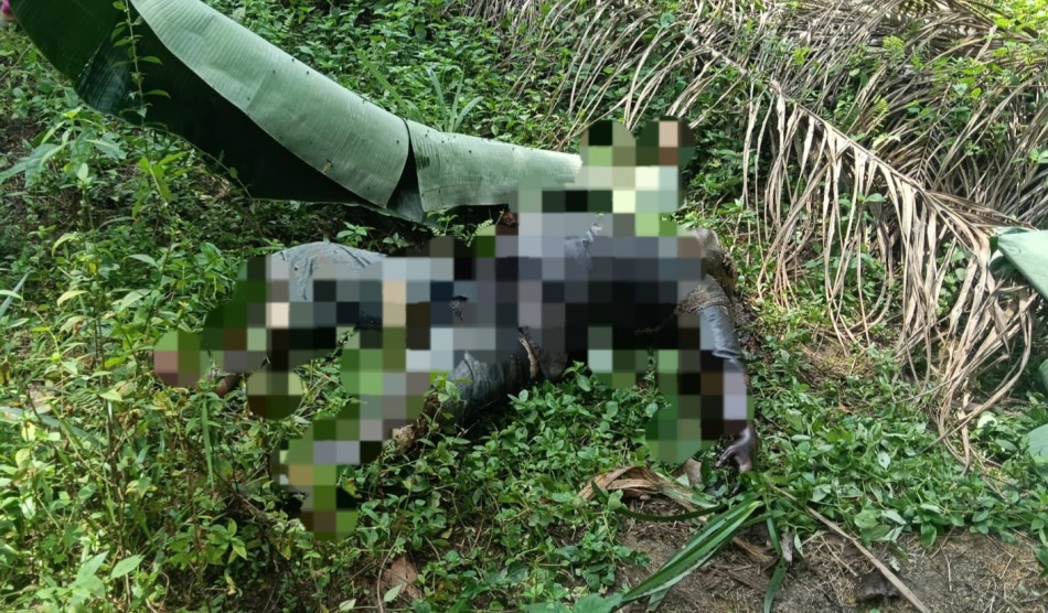 Heboh! Sesosok Mayat Membusuk Ditemukan di Perkebunan Sawit Bandar Petalangan Pelalawan