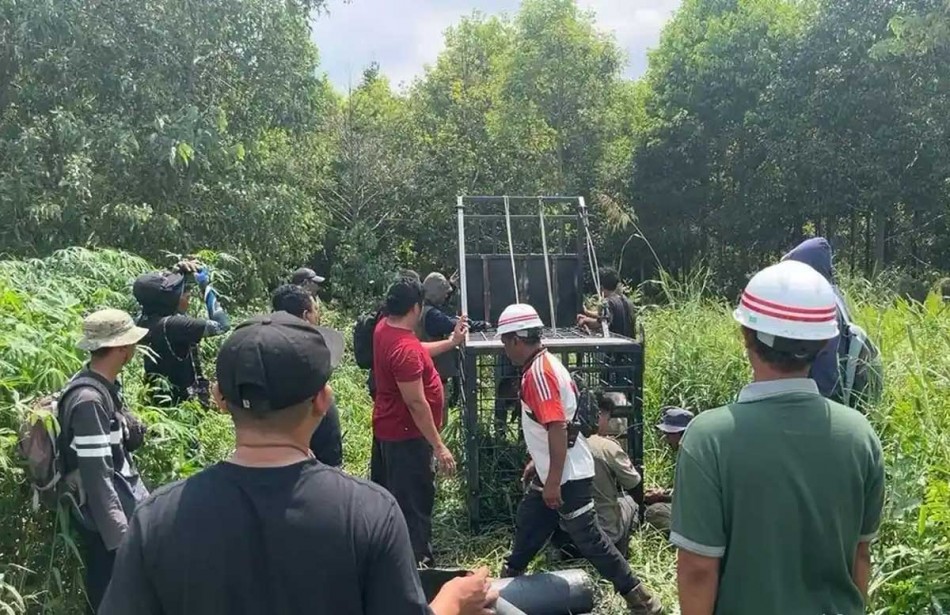 Konflik Manusia dan Harimau di Pelalawan, Pemprov Riau Keluarkan Imbauan Untuk Warga