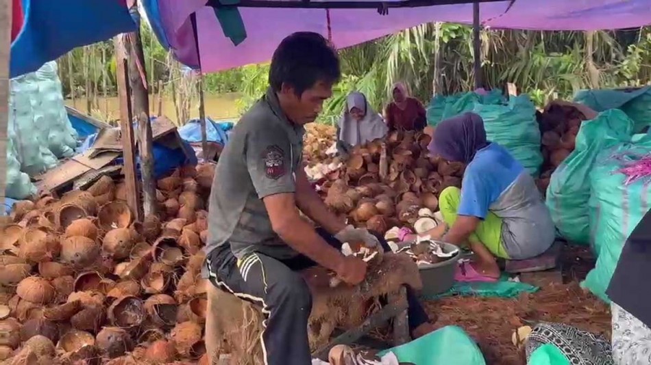 Harga Kelapa Inhil Anjlok Jadi Rp1.800/Kg, Petani Desak Pemerintah Tetapkan Standar Harga 