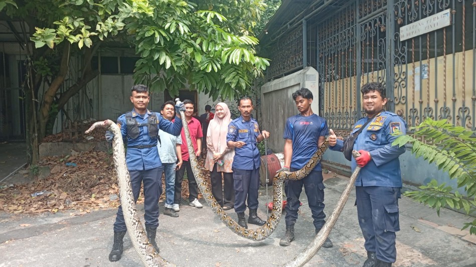 Dalam Waktu 30 Menit, Tim Damkar Pekanbaru Evakuasi Dua Ular Sanca Panjang 4 Meter dari Selokan Apotek