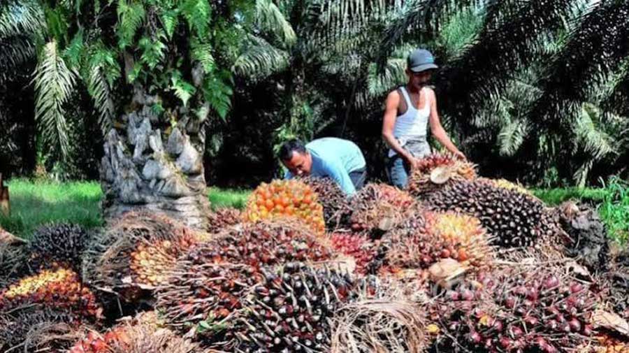 CPO Riau Capai 9,4 Juta Ton Setahun, SF Hariyanto Ungkap Tantangan Besar Perkebunan