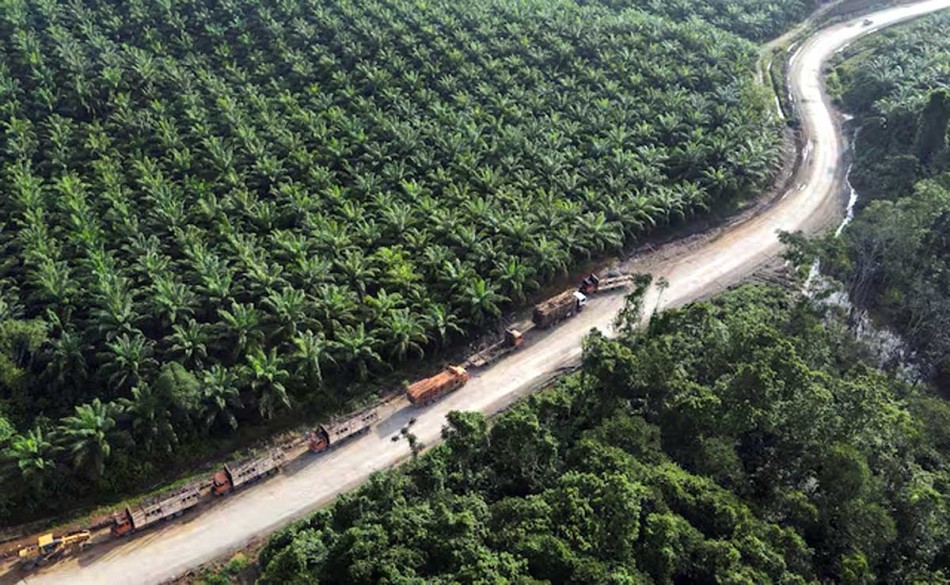 Program PSR Riau Jangkau 23.789 Pekebun, Kampar Pimpin Realisasi Peremajaan Sawit