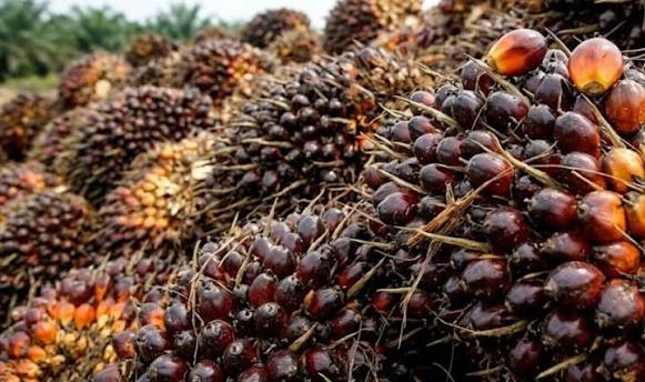 Harga TBS Sawit Riau Periode 23-29 September Turun Rp27 per Kg