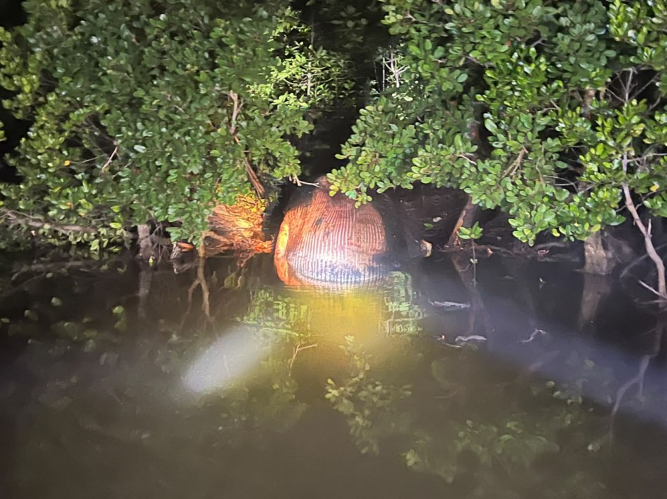 Misteri Paus 8 Meter dan Berat 8 Ton di Hutan Bakau Inhil, Warga Mandah Mendadak Gempar