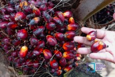 Petani Plasma Riau Tersenyum, Harga TBS Sawit Tembus Rp3.950/Kilogram