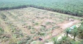 Penegakan Hukum di Tesso Nilo, Ketika Hukum Berhenti di Permukaan