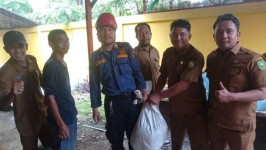 Heboh Ular Piton 5 Meter Muncul di Kantor Dinas Kebudayaan Riau, Damkar Turun Tangan 