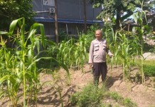 Kanit Binmas Payung Sekaki Sambangi Kebun Jagung Warga, Bangun Semangat Swasembada Pangan