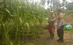 Dari Kebun Jagung di Air Hitam, Polisi Bangun Kedekatan dengan Warga dan Perkuat Ekonomi Keluarga