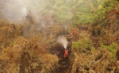 Riau Diuji Karhutla, Manggala Agni Berjibaku Padamkan 600 Hektar Lahan Gambut di Sokoi Pelalawan