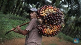 Harga TBS Sawit Riau Kembali Naik, Kelompok Umur 9 Tahun Catat Kenaikan Tertinggi