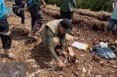 Tragis, Bocah 12 Tahun di Pelalawan Diterkam Harimau Saat Cuci Peralatan Makan