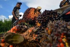 Harga Sawit Riau Naik Lagi, TBS Petani Tembus Rp3.832,75 per Kg