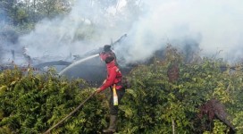 Titik Api di Riau Bertambah Jadi 10, Manggala Agni Berjibaku Padamkan Karhutla 12,2 Hektare di Pelalawan