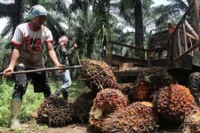 Harga TBS Sawit Riau Naik Lagi, Petani Plasma Terima Rp4.011,82 per Kg Pekan Ini