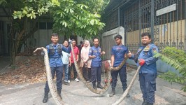 Dalam Waktu 30 Menit, Tim Damkar Pekanbaru Evakuasi Dua Ular Sanca Panjang 4 Meter dari Selokan Apotek