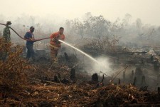 Kemenhut Bekukan Izin 26 Perusahaan Terkait Karhutla, 46 Kasus Masih Berproses