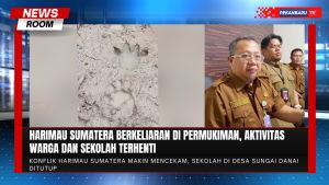 Teror Harimau Sumatera Lumpuhkan Desa, Sekolah di Inhil Ditutup Sementara