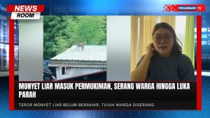 Teror Monyet Liar Resahkan Warga, Lansia hingga Orang Tidur Jadi Korban