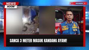 Ular Sanca 3 Meter Masuk Kandang Ayam Warga di Pekanbaru